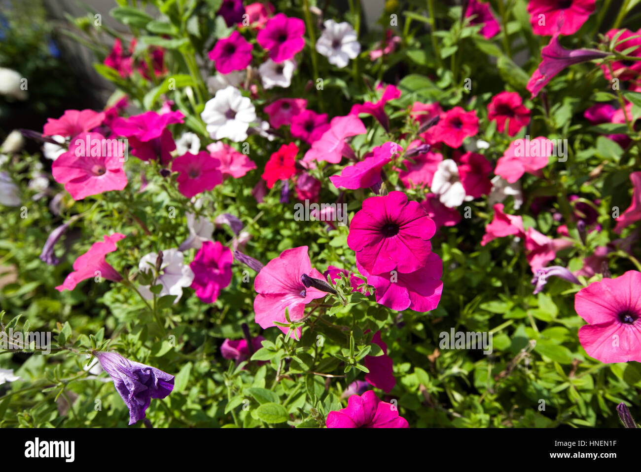Summer flowers in the park hi-res stock photography and images - Alamy
