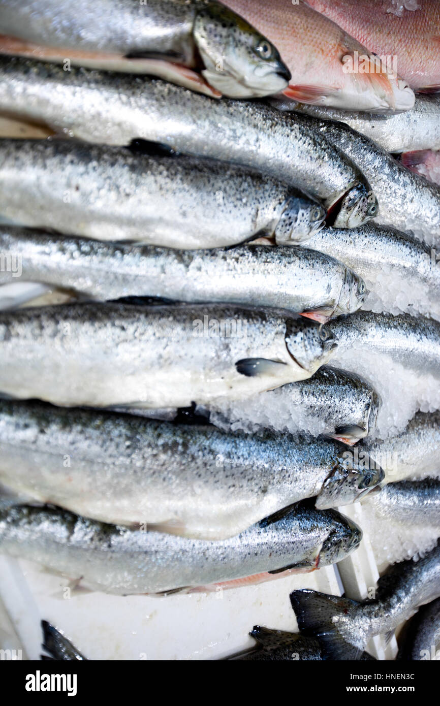 Pile freshly caught fish on hi-res stock photography and images - Alamy