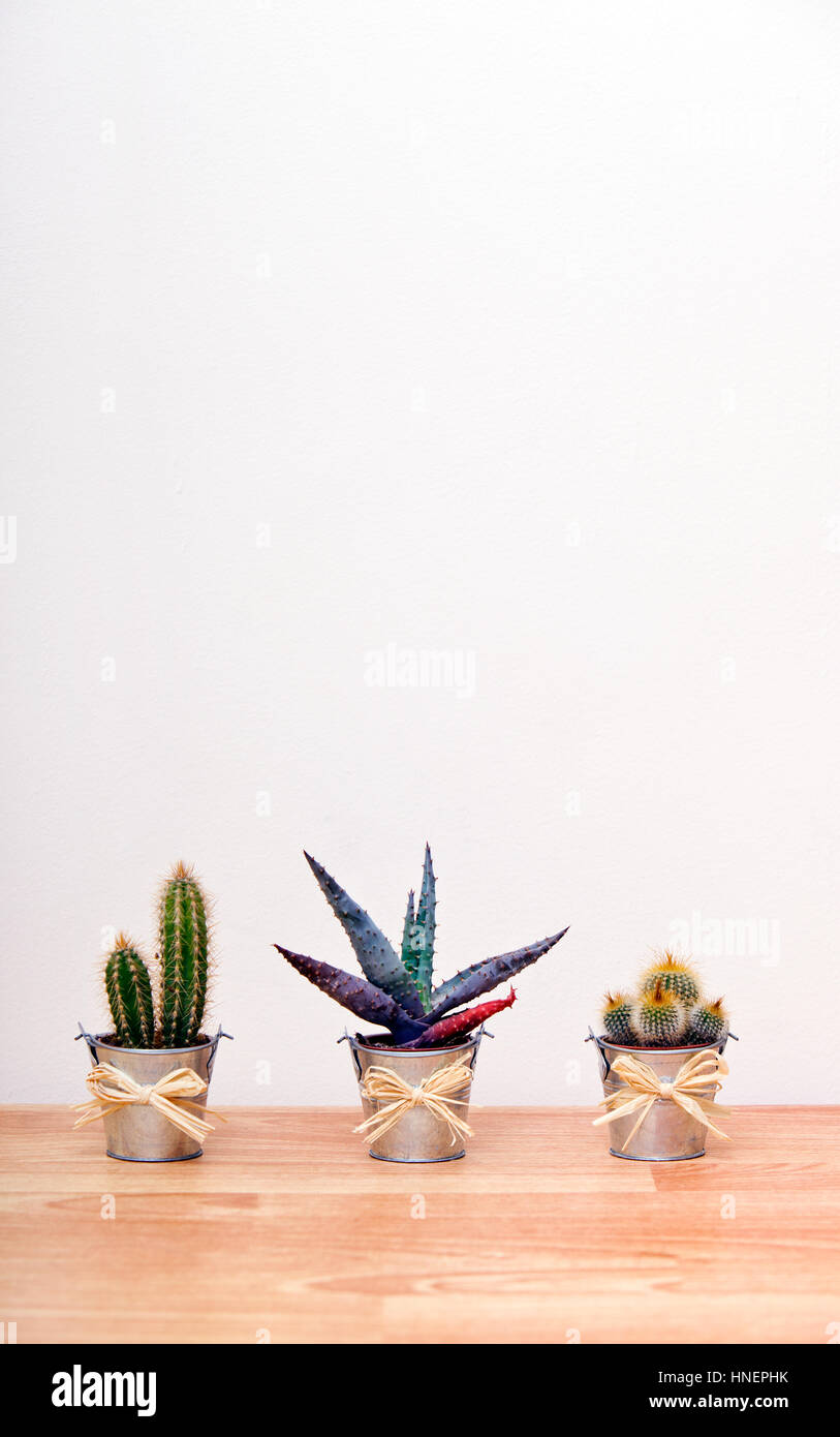 A variety of Cacti in pots Stock Photo