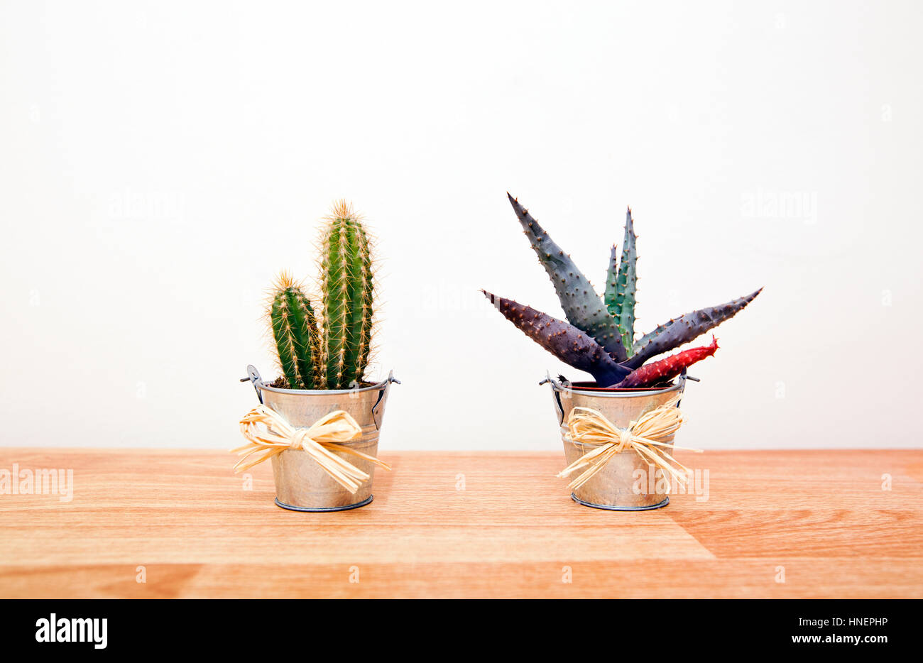A variety of Cacti in pots Stock Photo