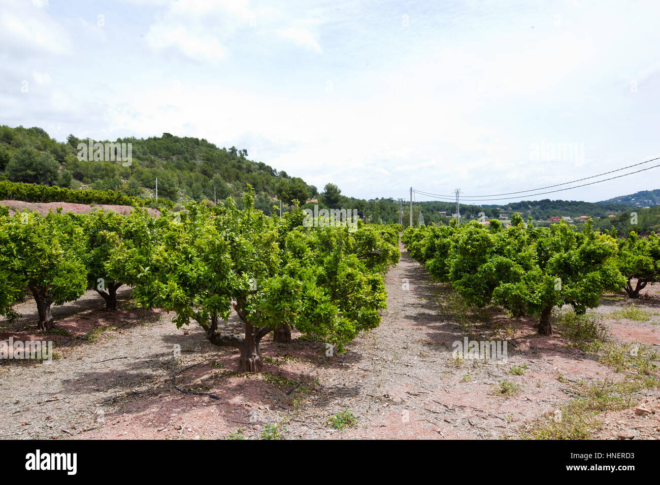 Orange orchard, Valencia Spain Stock Photo Alamy