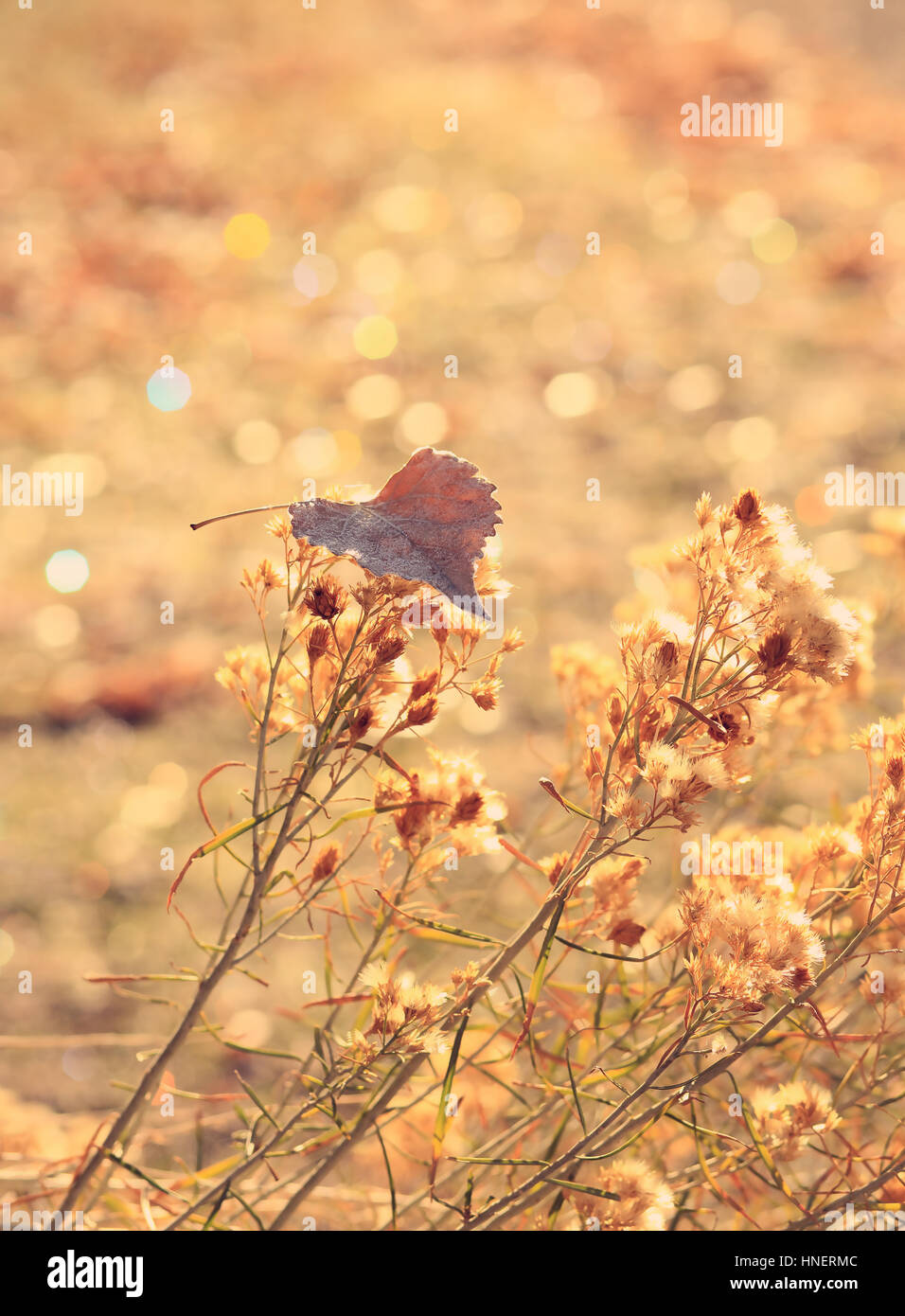A single, frost-edged golden leaf rests on dried flowers against a sparkly gold background. It is autumnal in feel and subject matter. Stock Photo