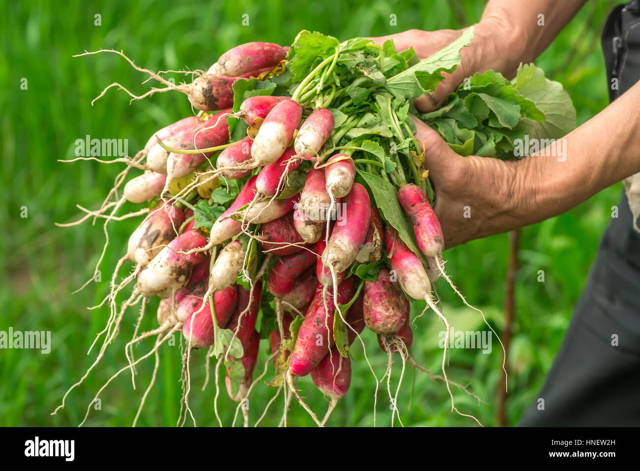 Radish in hand. Hands gardener. Work-worn hands. Farmers hands with freshly radish. Freshly picked vegetables. Unwashed radishes with tops Stock Photo