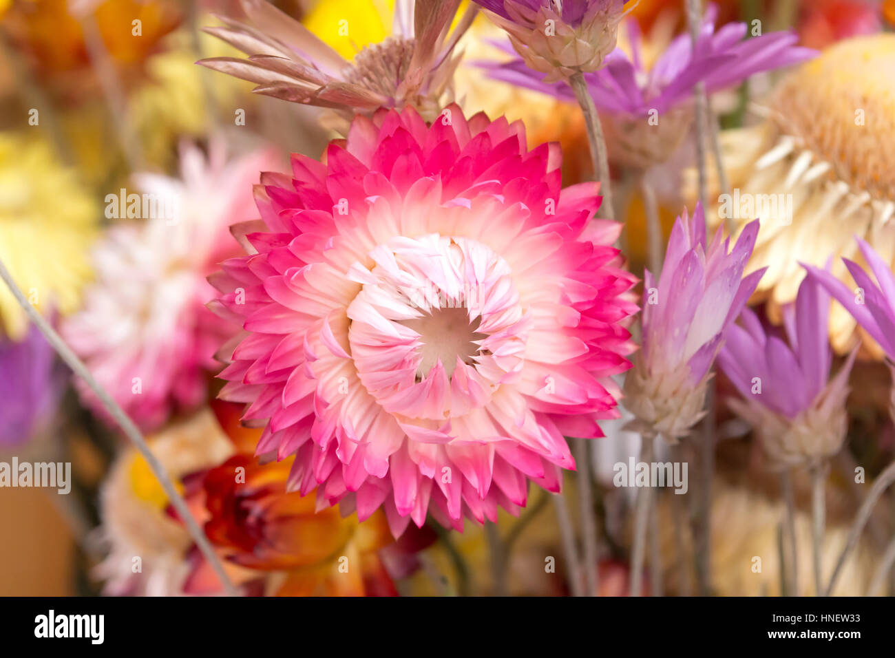 Orange yellow everlasting flower hires stock photography and images
