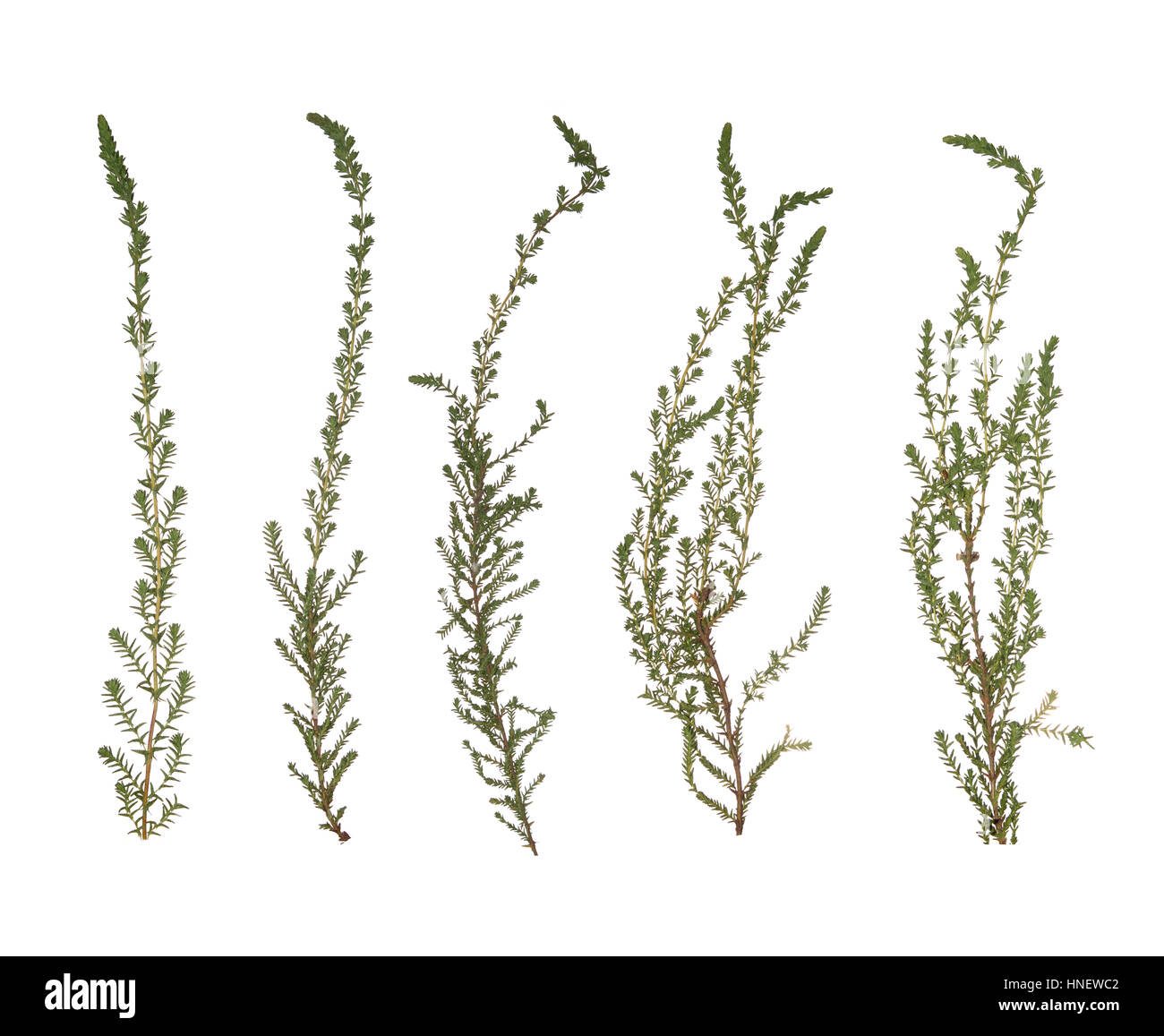 Moss Branches Isolated Herbarium Of Moss The Natural Color And Texture Dried And Pressed Branch Stock Photo Alamy