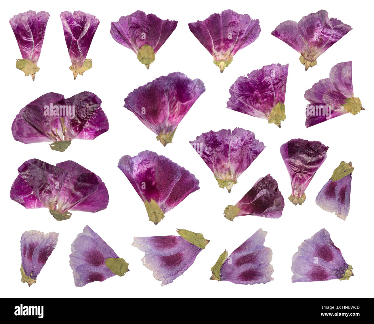Dried and pressed flowers. Herbarium of purple flowers. Set of Godetia flower isolated Stock Photo