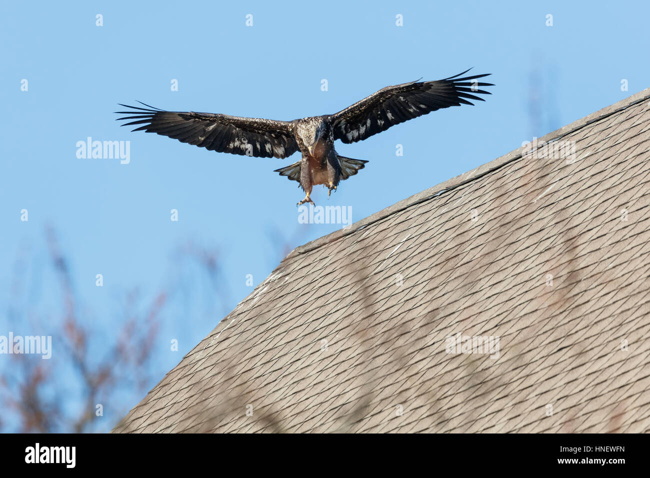 Juvenile Bald Eagle in Flight , Vancouver BC Canada Stock Photo