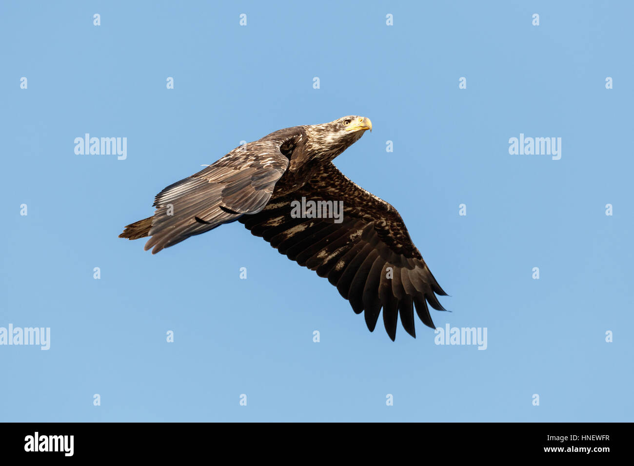 Juvenile Bald Eagle in Flight , Vancouver BC Canada Stock Photo