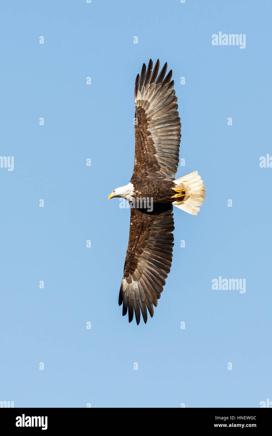 Bald Eagle in Flight , Vancouver BC Canada Stock Photo Alamy
