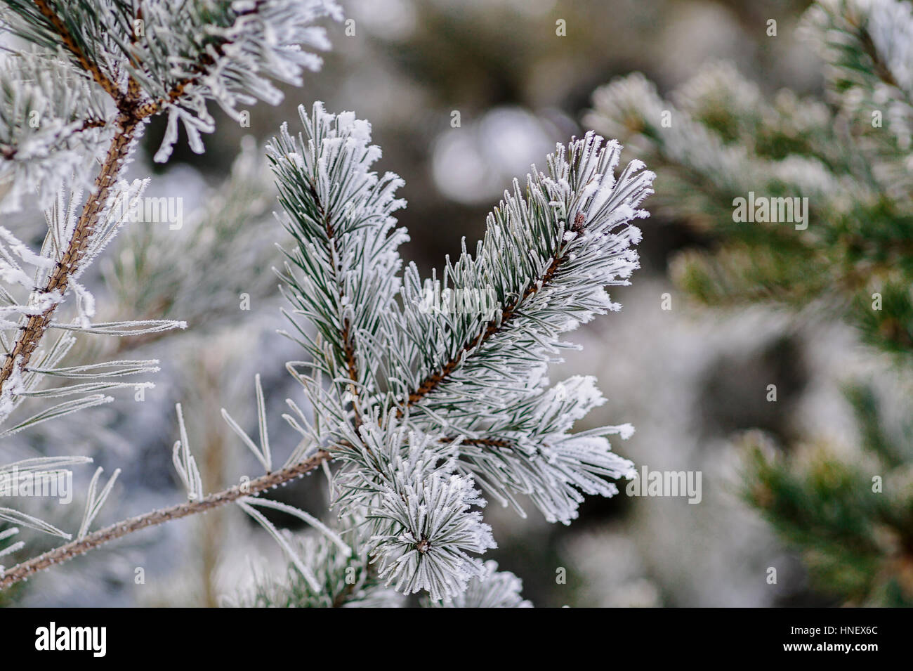 Pine tree covered with frost close up Stock Photo - Alamy