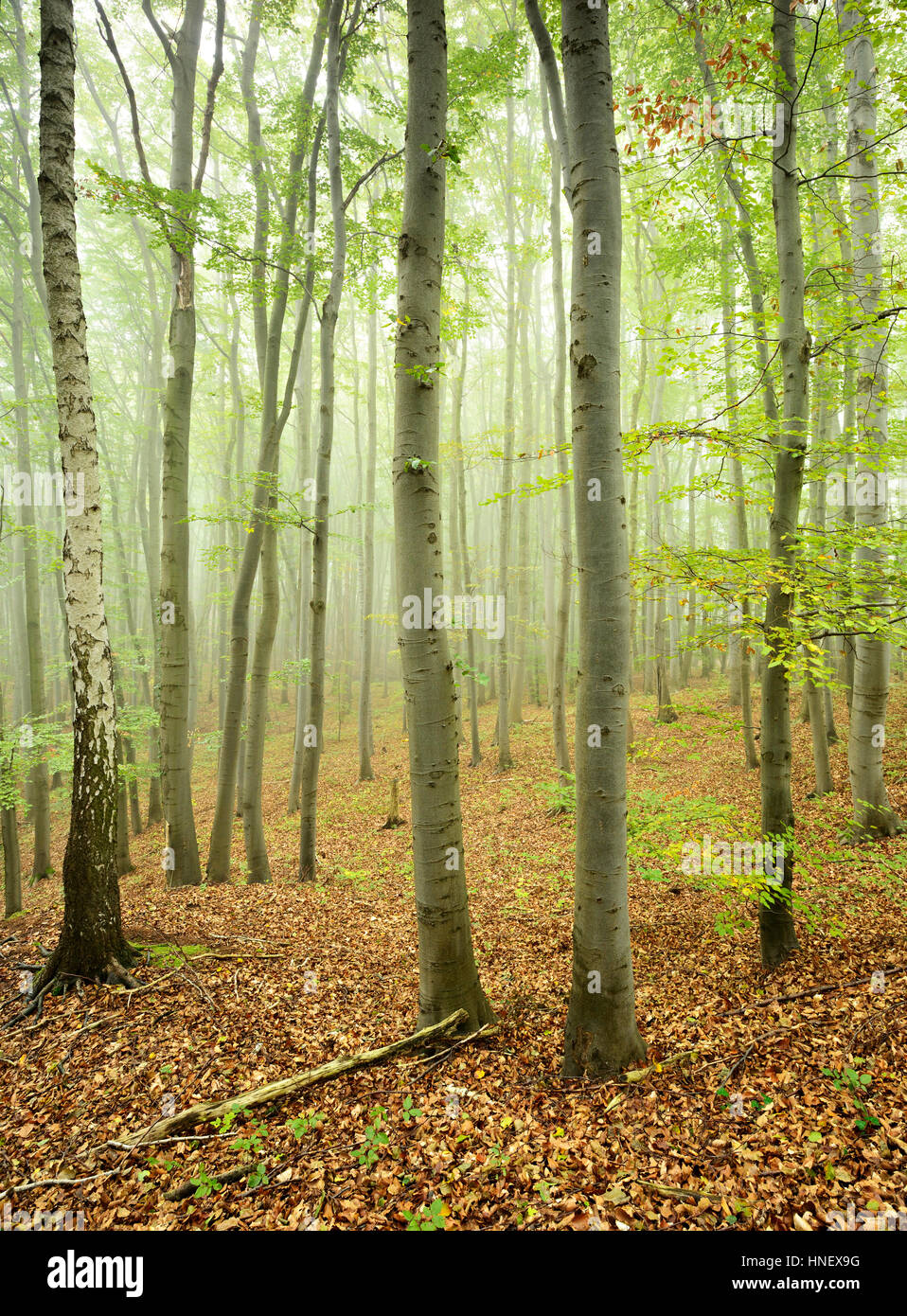 Gipskarstlandschaft questenberg hires stock photography and images Alamy
