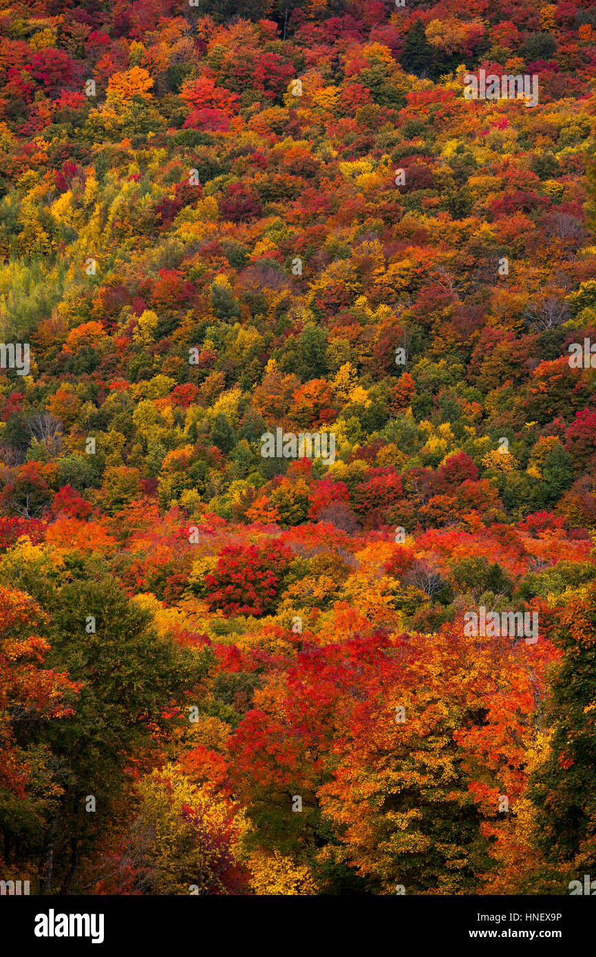 Mixed Deciduous Coniferous forest in Autumn, Eastern Townships, Sutton, Quebec, Canada Stock Photo
