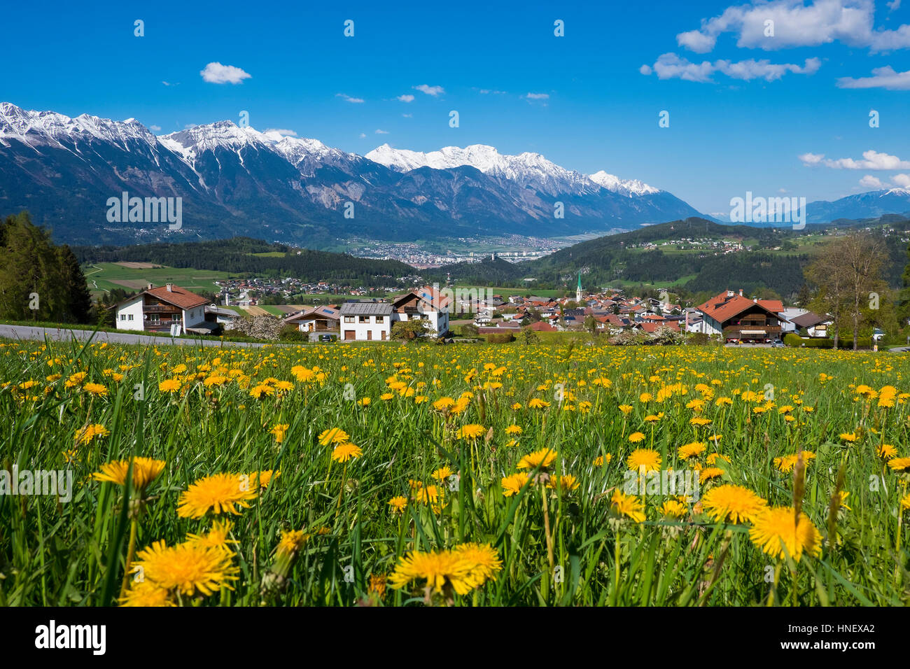 Village Mutters, dandelion field in front, Innsbruck in back, Inn Valley, mountains Nordkette with snow, Alps, Tyrol, Austria Stock Photo