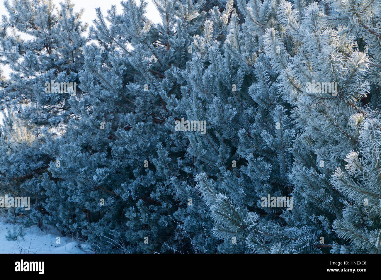 Pine tree covered with frost close up Stock Photo - Alamy