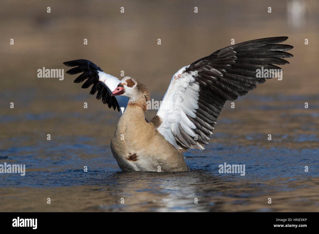 Egyptian Goose (Alopochen aegyptiaca) landing in the water, spread wings, Hesse, Germany Stock Photo
