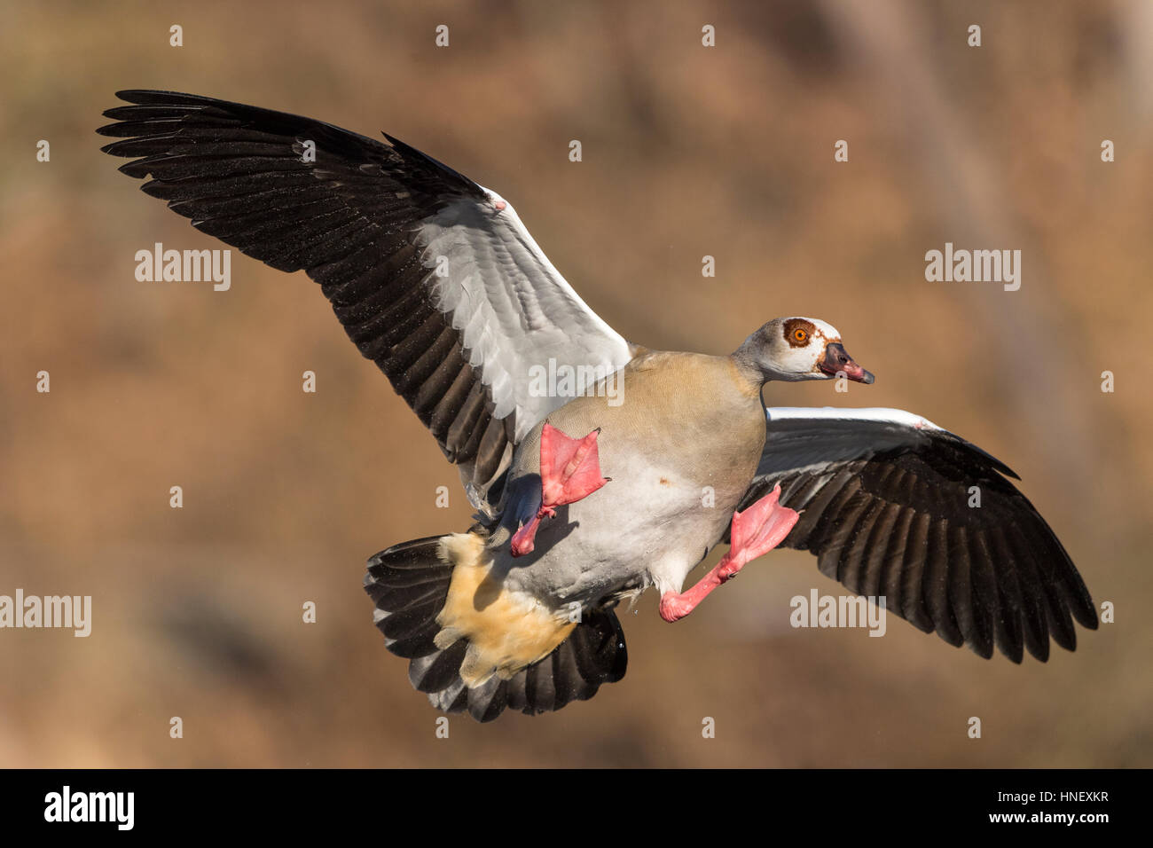 Egyptian Goose (Alopochen aegyptiaca) approaching, Hesse, Germany Stock Photo