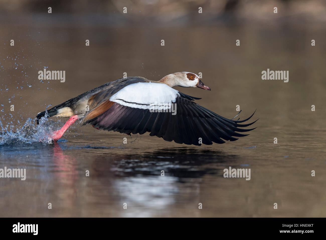 Egyptian Goose (Alopochen aegyptiaca) starting from the water, in the air, Hesse, Germany Stock Photo
