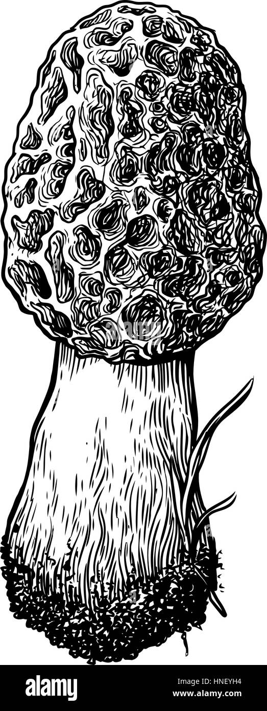 Morel mushroom edible fungi Black and White Stock Photos & Images Alamy