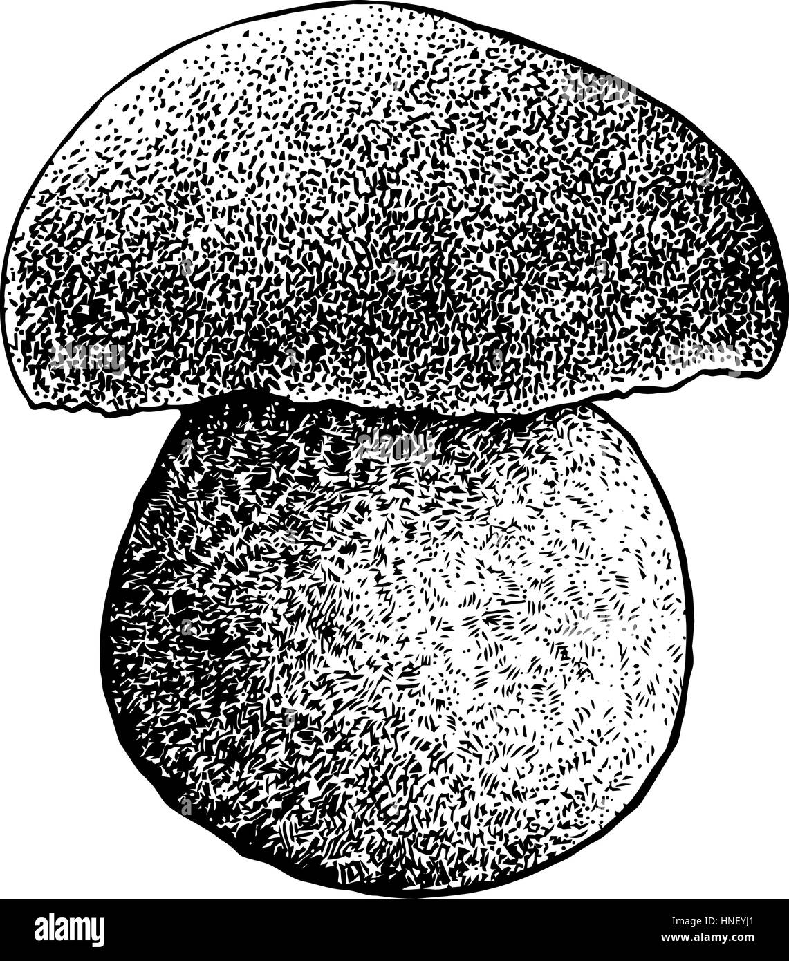 Boletus mushroom illustration, drawing, engraving, line art Stock Vector