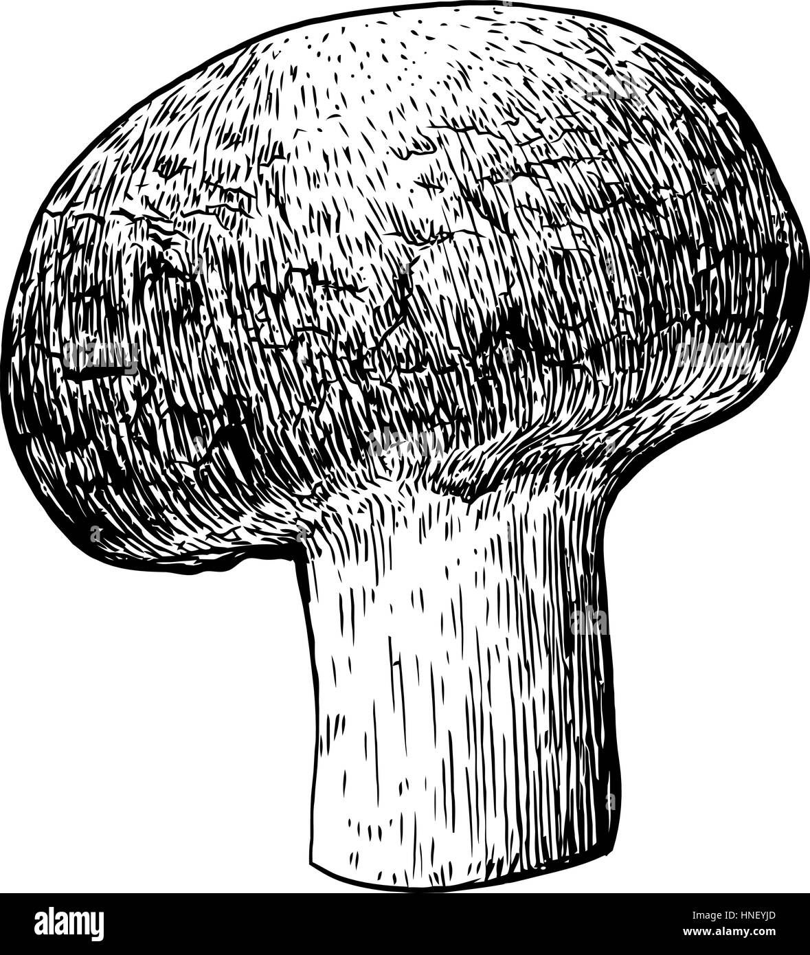 Champignon mushroom illustration, drawing, engraving, line art Stock Vector