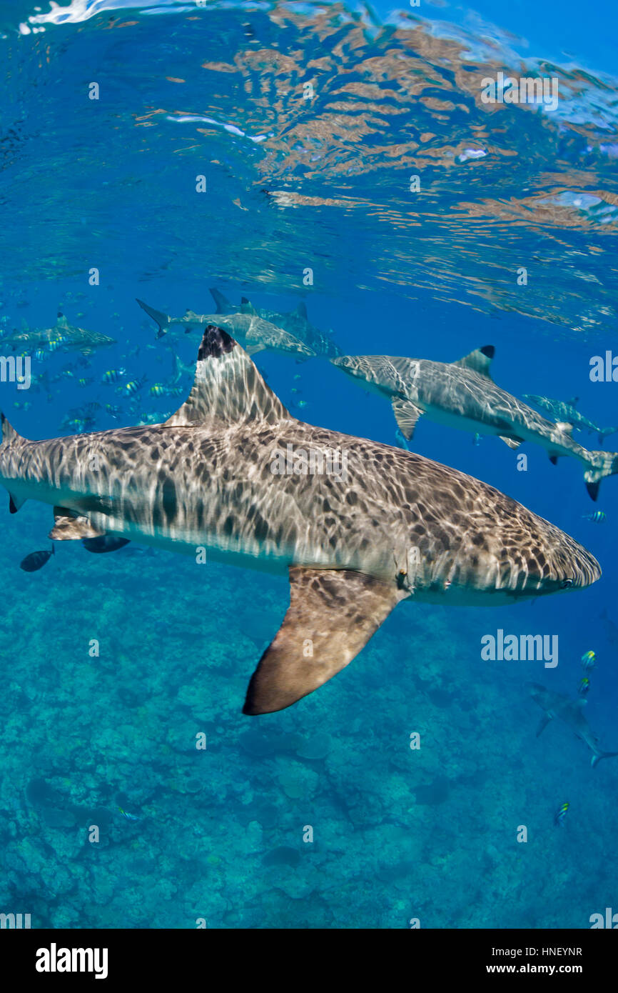 Blacktip reef sharks, Carcharhinus melanopterus, glide just below the surface over a dive site known as Vertigo, off the island of Yap, Micronesia. Stock Photo