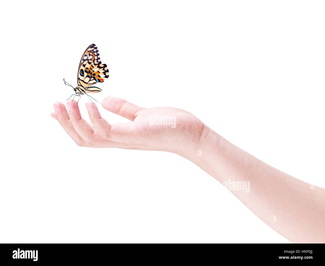 butterfly landing on the fingers of a human hand, isolated on white background. Stock Photo