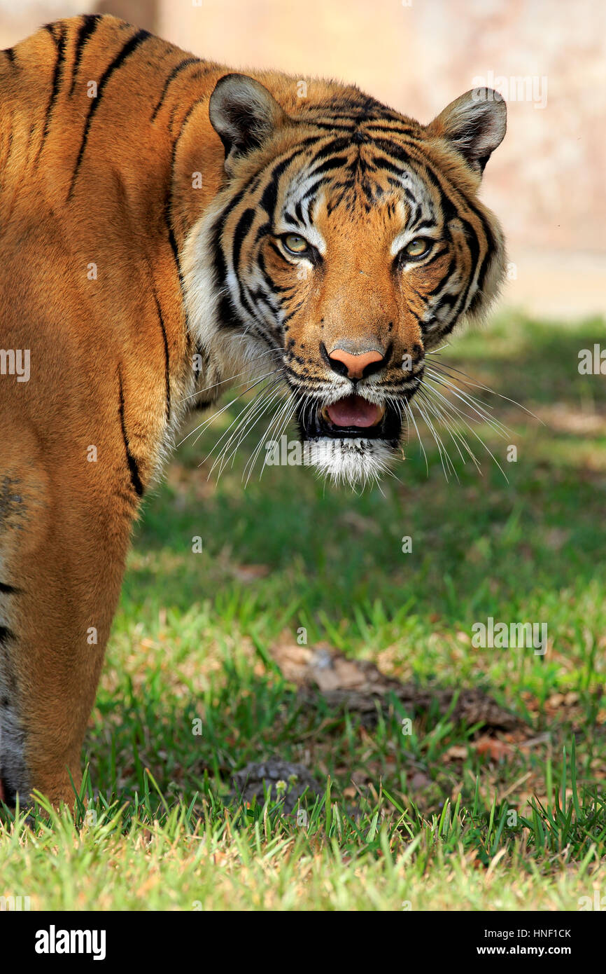 Indian Tiger, (Panthera tigris tigris), India, Asia, adult portrait