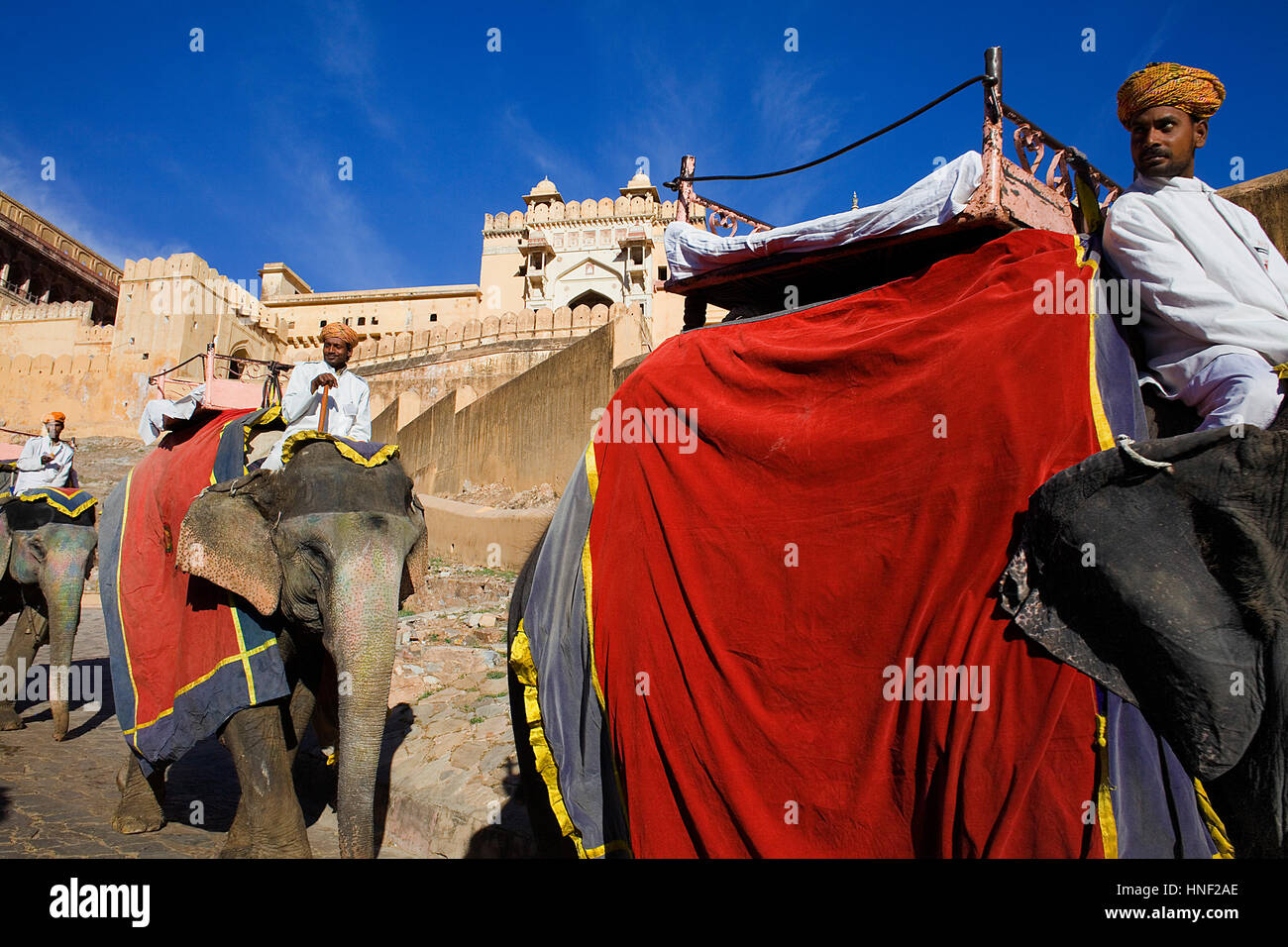Elephants in Amber fort,Amber, Rajasthan, India Stock Photo