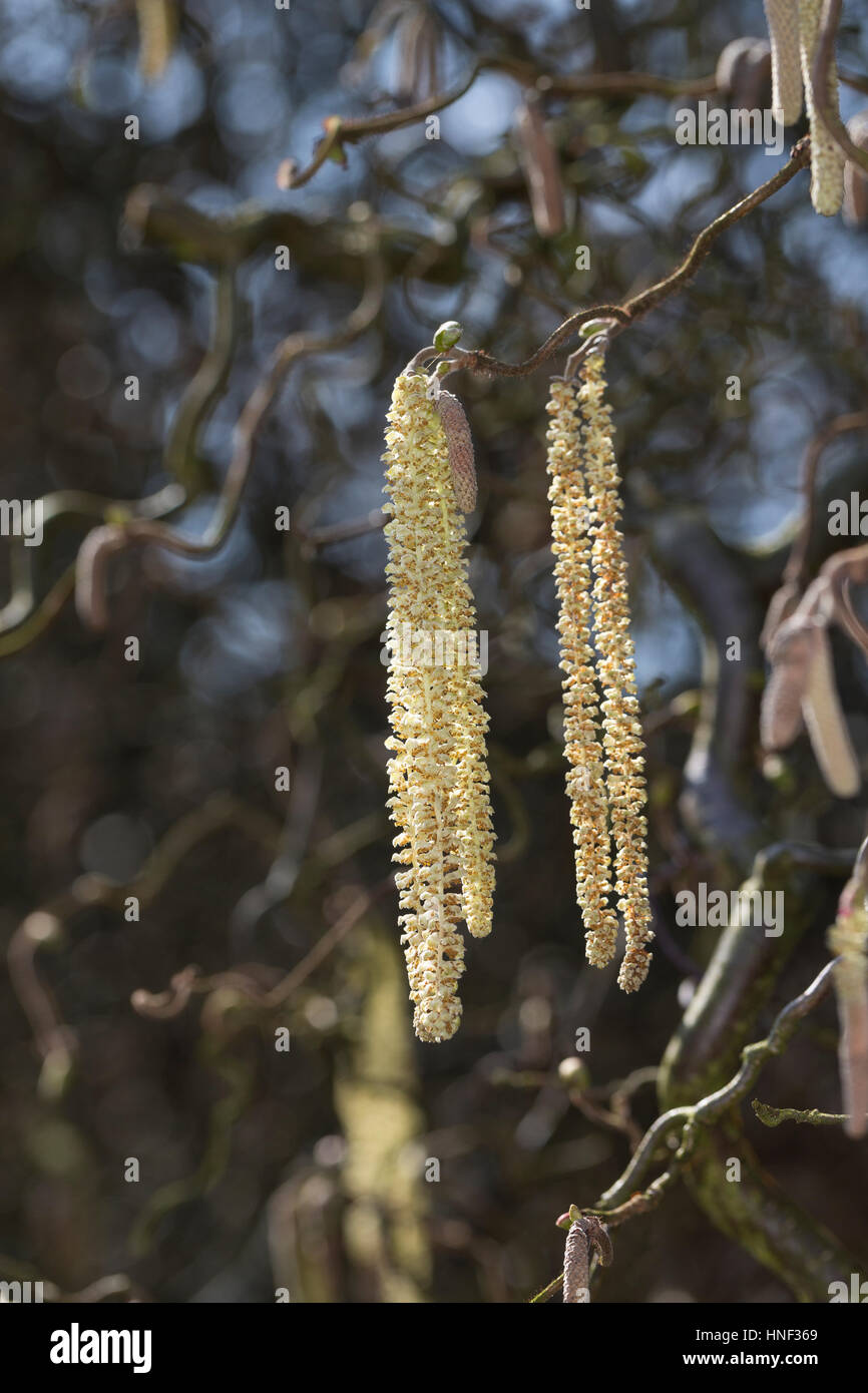 KorkenzieherHasel, Korkenzieherhasel, Hasel, Haselnuß, Haselnuss, Männliche Blüten, Kätzchen