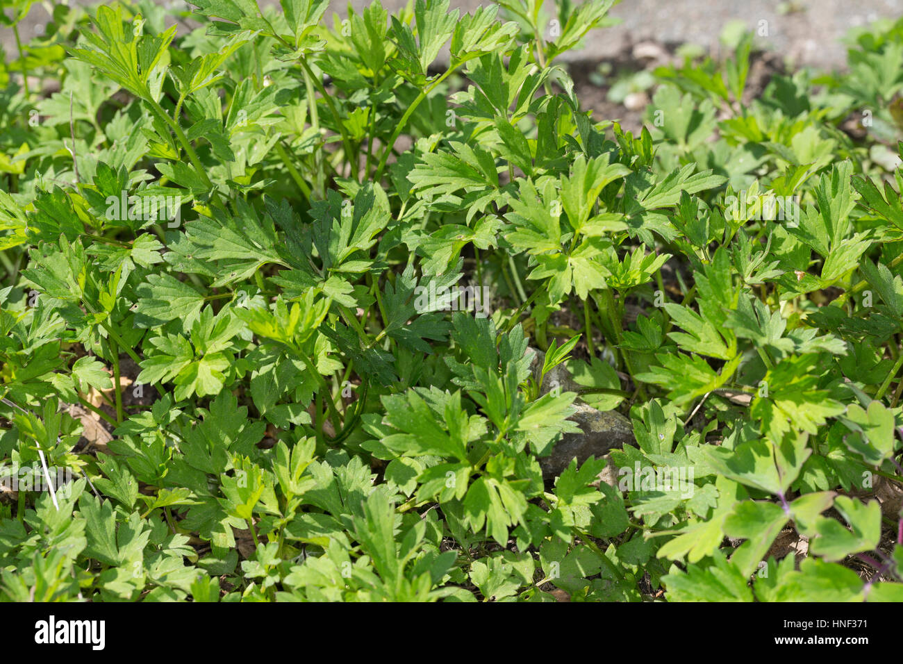 Kriechender Hahnenfuß, Blatt, Blätter vor der Blüte, Hahnenfuss, Ranunculus repens, Creeping Buttercup Stock Photo