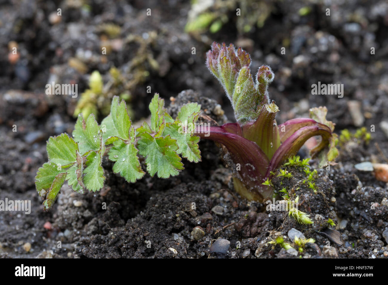 Echter Pastinak, Blatt, Blätter vor der Blüte, Pastinake, Hammelsmöhre, Pastinaca sativa, parsnip Stock Photo
