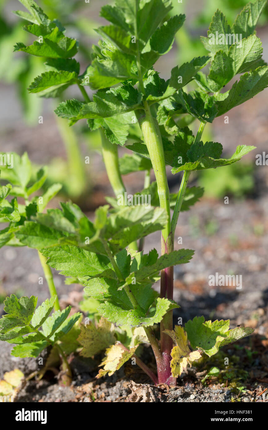 Echter Pastinak, Blatt, Blätter vor der Blüte, Pastinake, Hammelsmöhre, Pastinaca sativa, parsnip Stock Photo