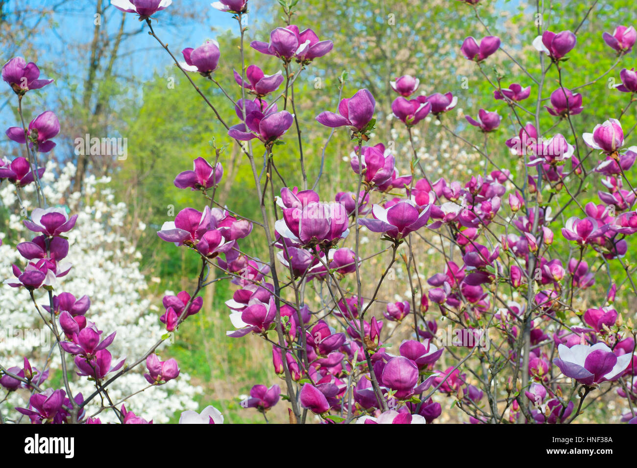 Pink blossoming magnolia trees in the spring garden Stock Photo