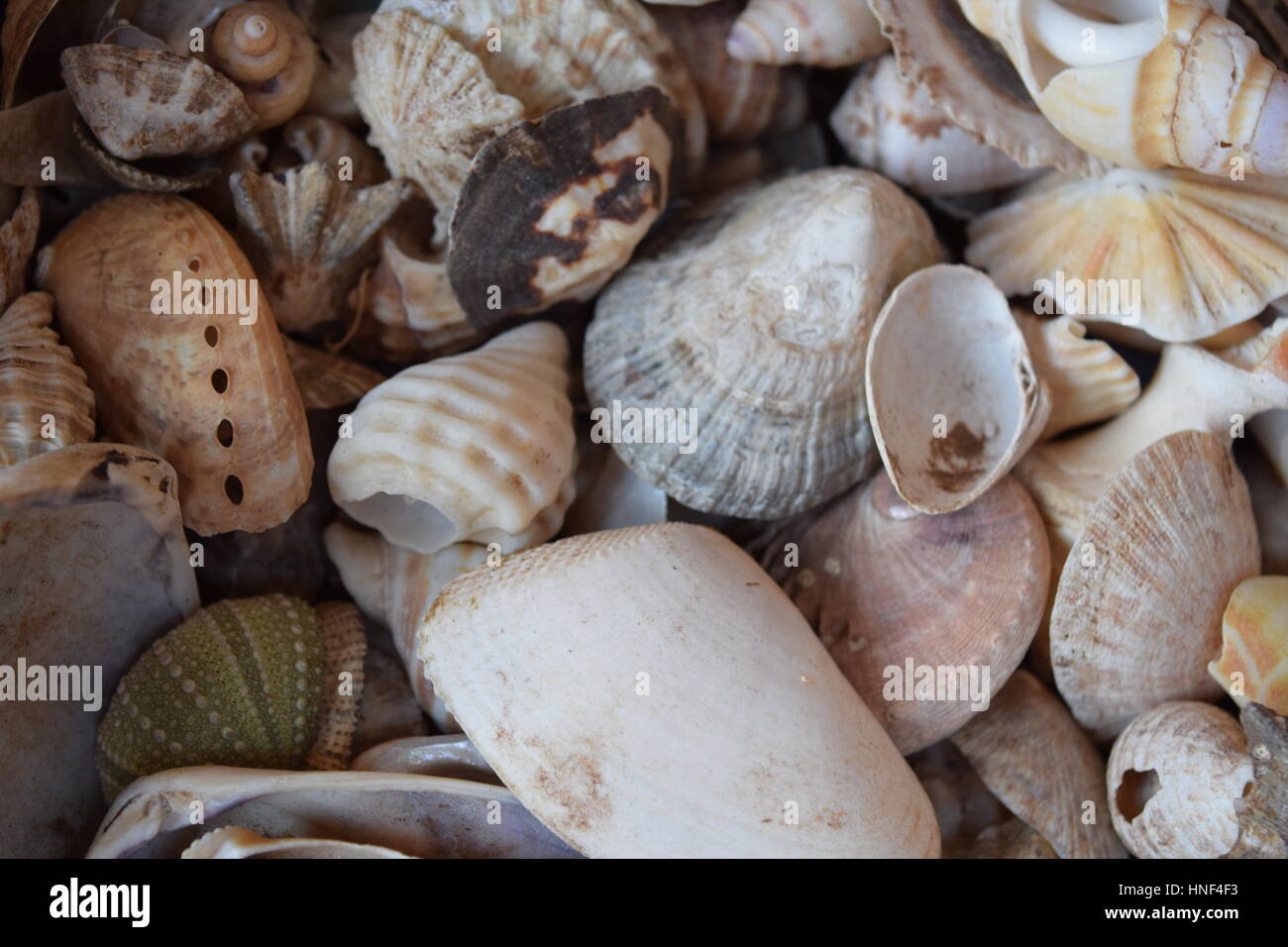 Sea shells Stock Photo