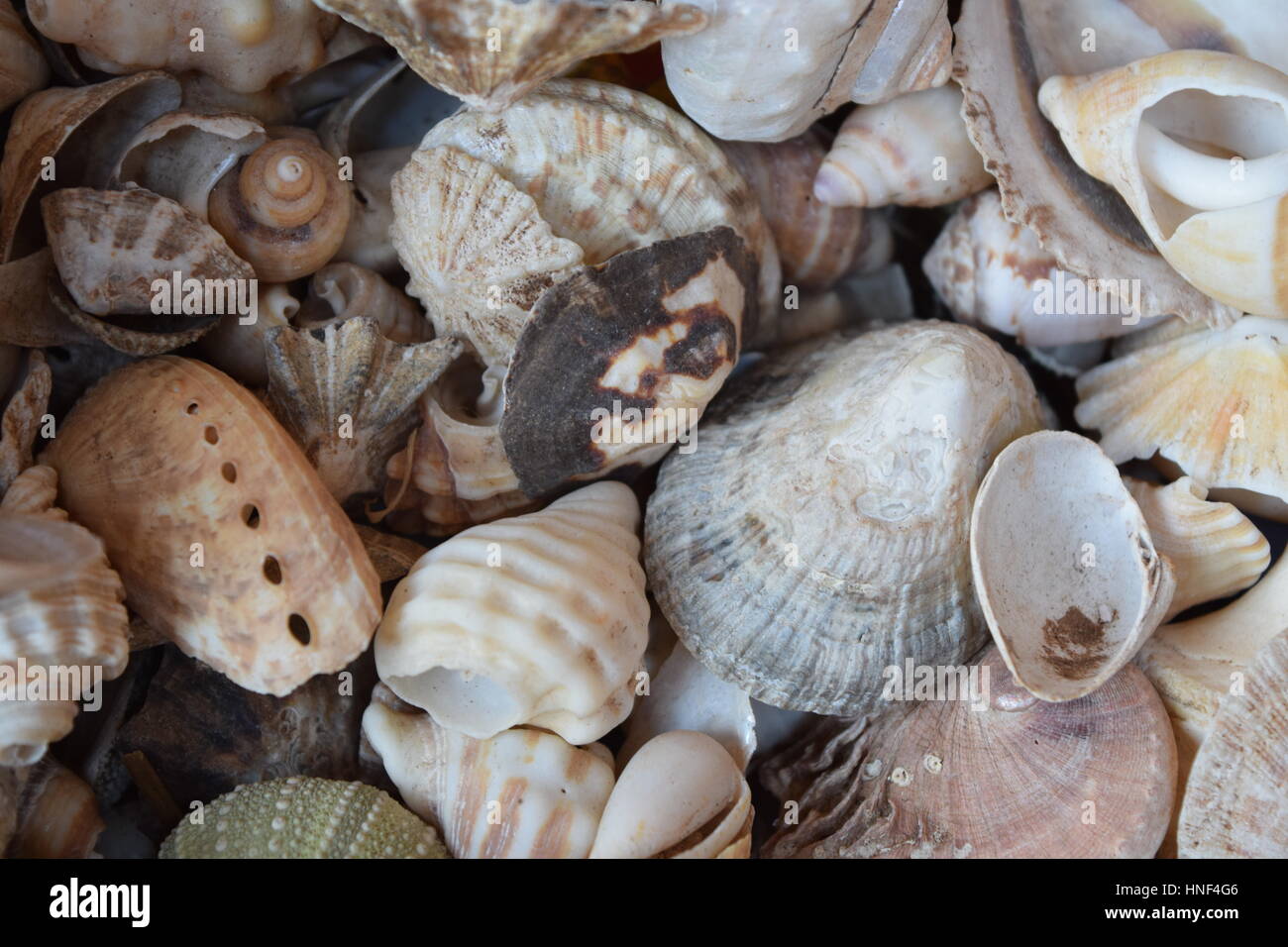Underwater shells ocean hires stock photography and images Alamy