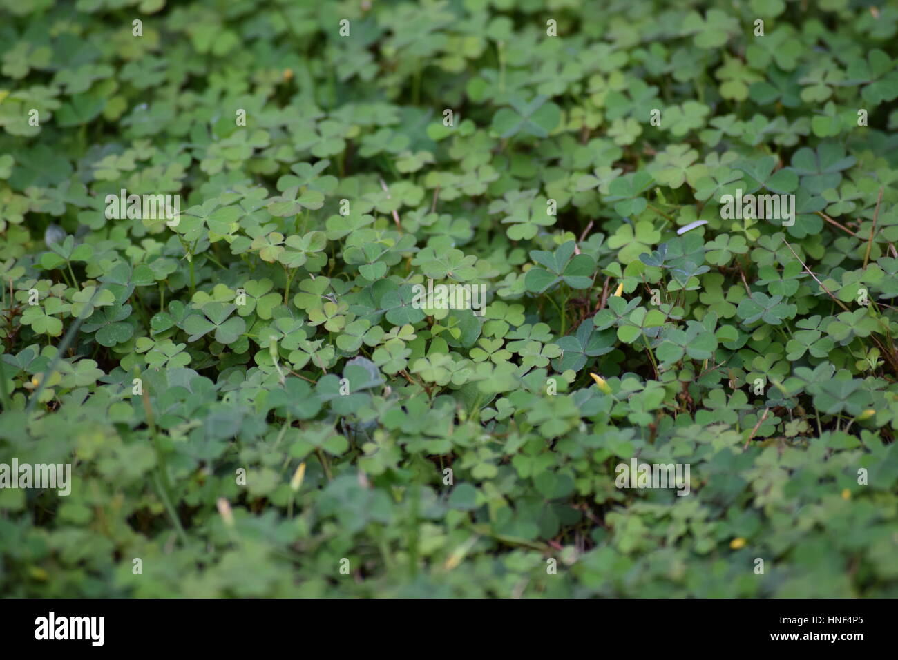 Clover patch Stock Photo
