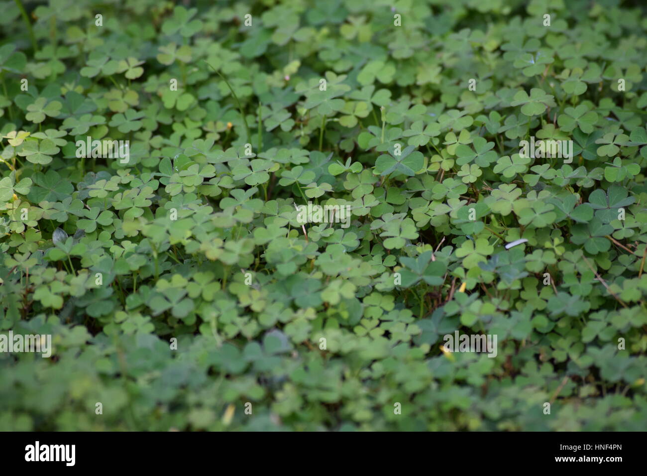 Patch of grass hires stock photography and images Alamy