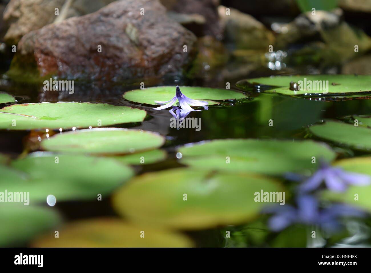 Water reflection Stock Photo