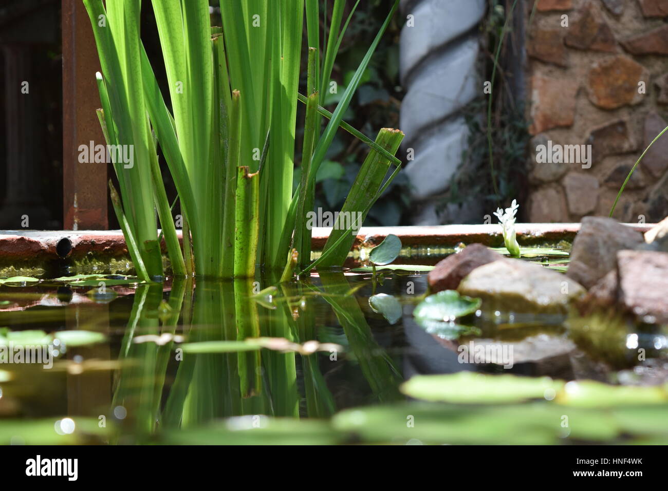 Water reflection Stock Photo