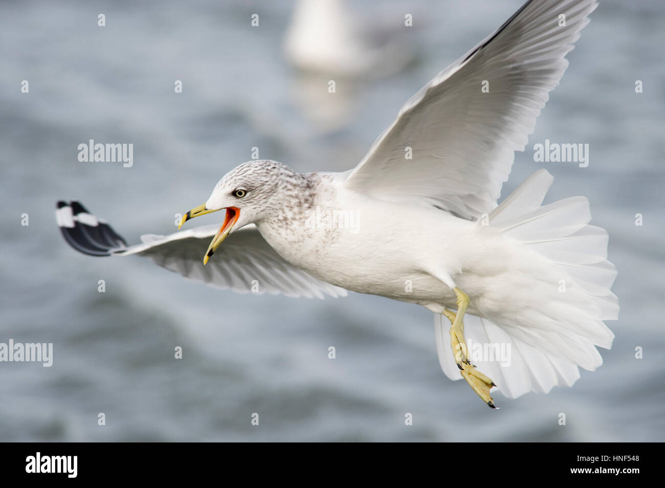 A Ring-billed Gull calls out loudly as it flies around in soft overcast light with a smooth background. Stock Photo