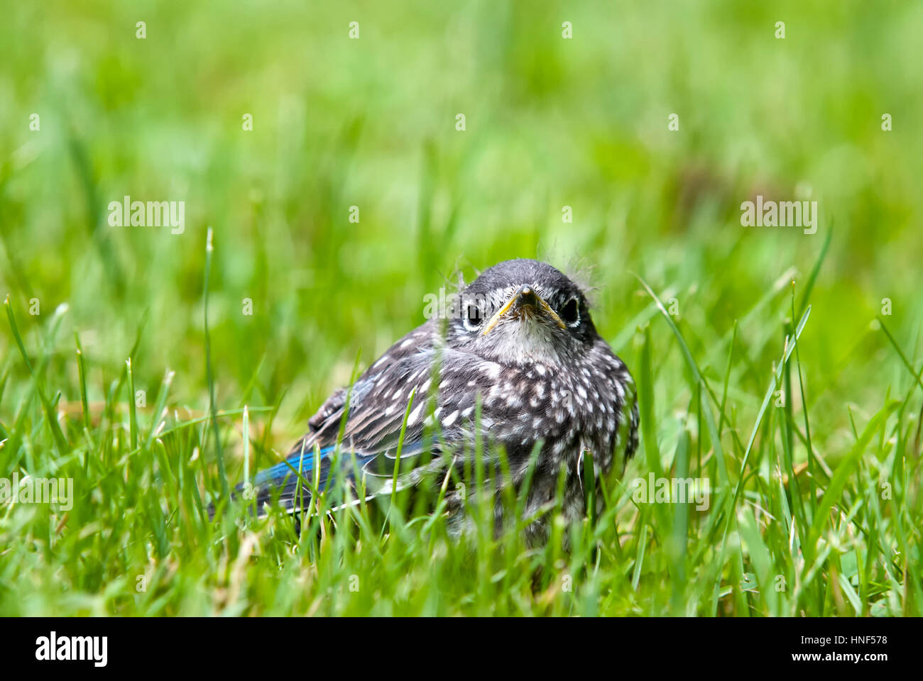 Baby bluebird chick fledgling in green grass Stock Photo