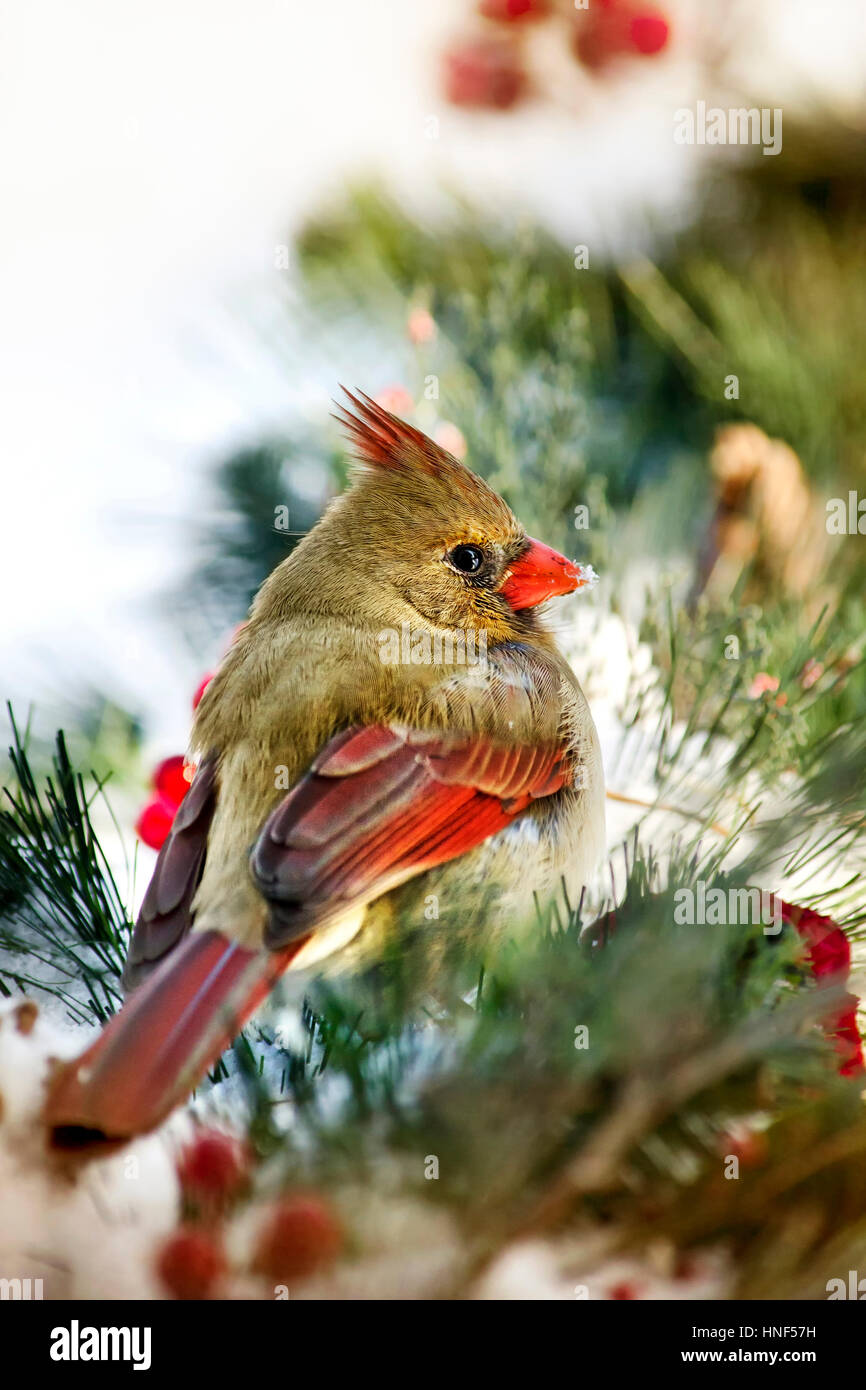 Cardinals in winter hi-res stock photography and images - Alamy