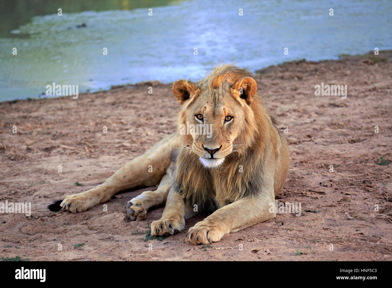 Lion, (Panthera leo), male five years old resting at water, Tswalu Game Reserve, Kalahari, Northern Cape, South Africa, Africa Stock Photo