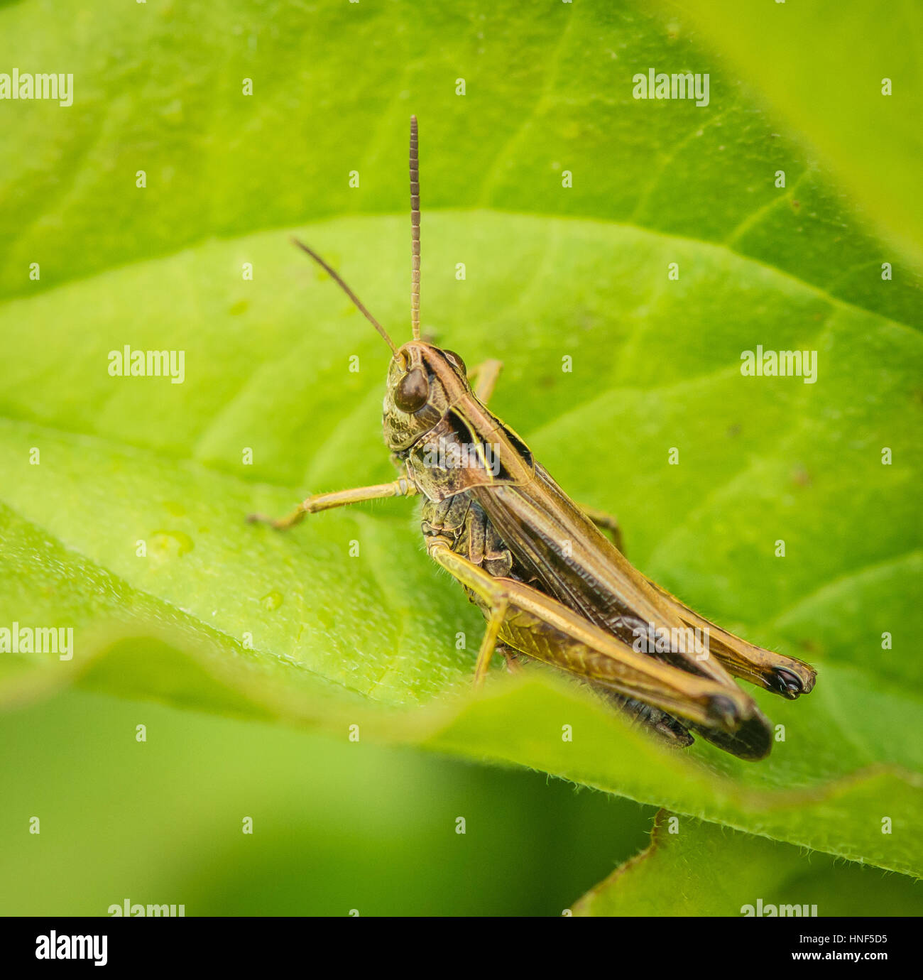 Crickets Grasshoppers Stock Photos & Crickets Grasshoppers Stock Images ...