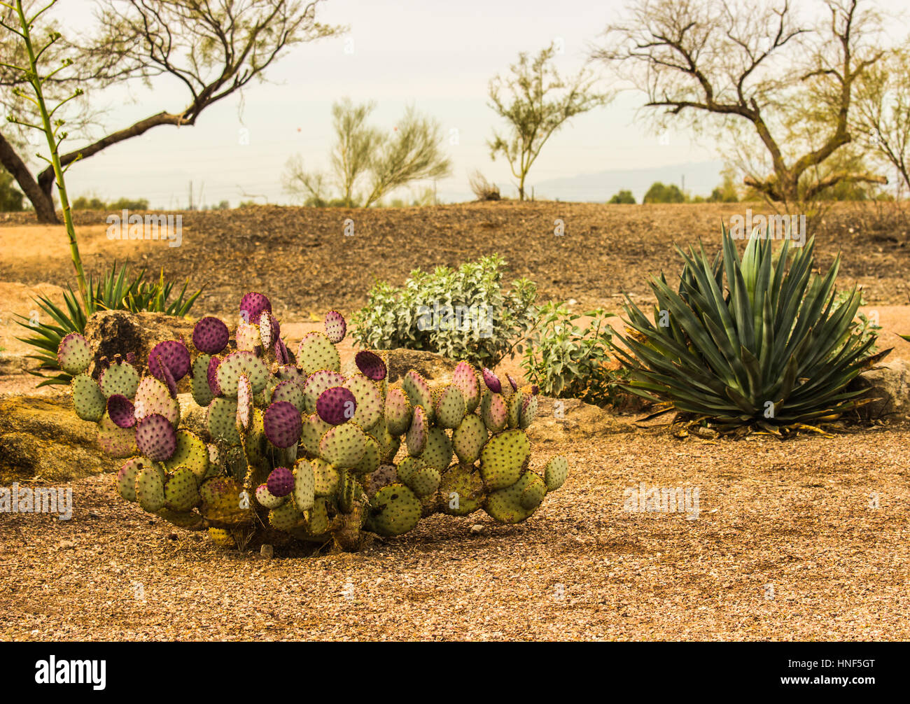 Prickly Pear Cactus In Arizona Desert Stock Photo Alamy