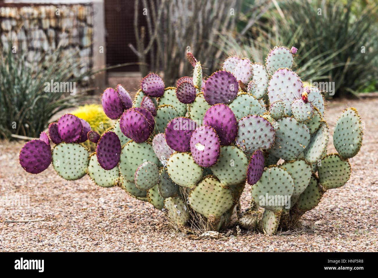 Purple & Green Prickly Pear Casctus In Arizona Stock Photo Alamy