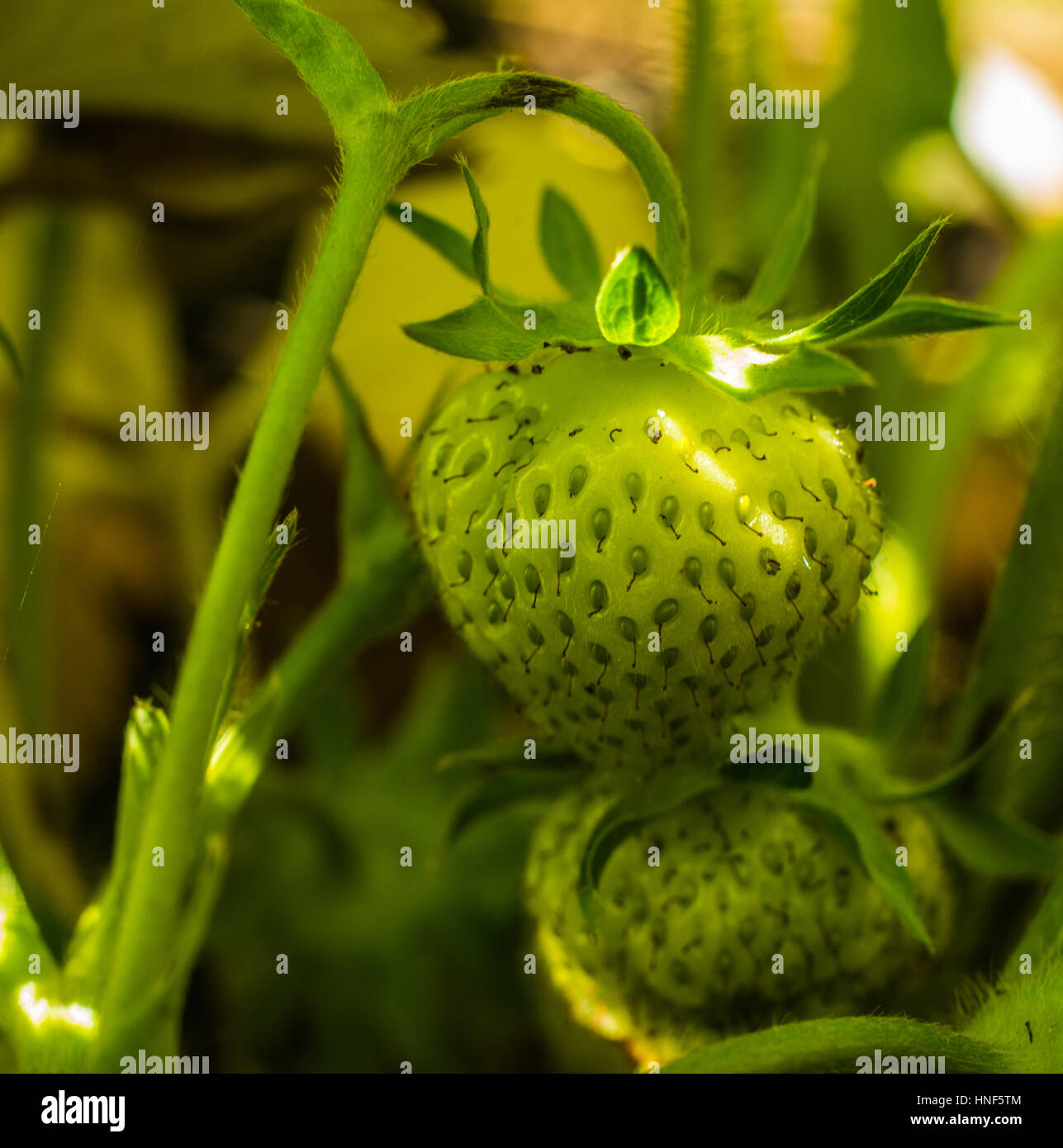 Growing strawberries in a greenhouse Stock Photo - Alamy