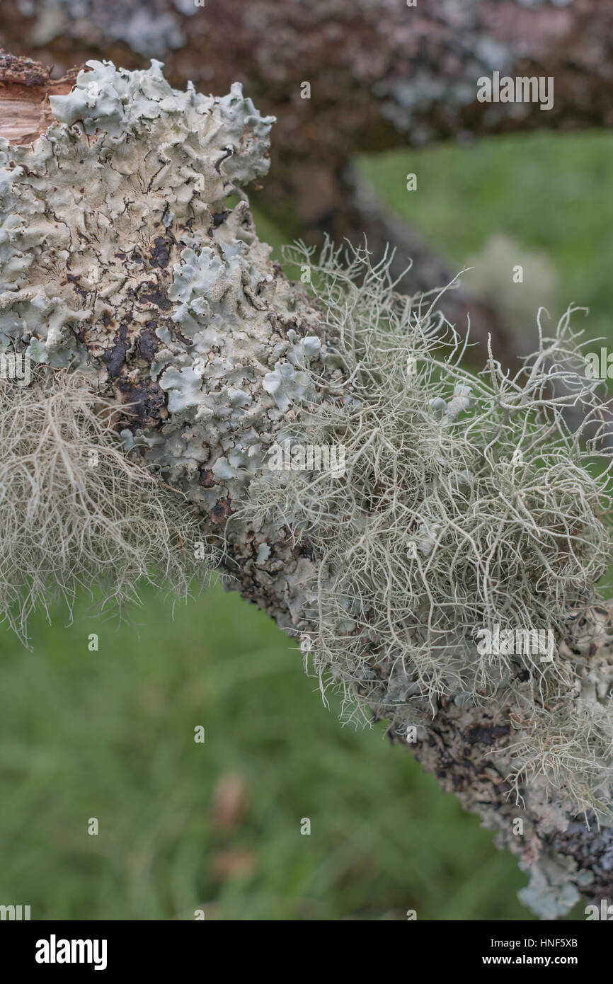 Pale green bearded fruticose lichen on tree branch - perhaps Usnea or Ramalina species, & flattened foliose lichen - maybe Parmotrema perlatum. Stock Photo