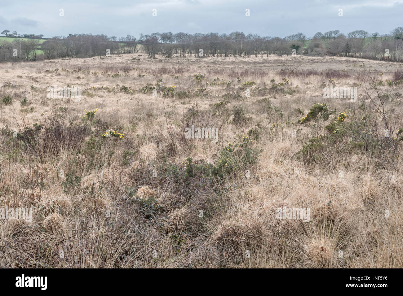 Wide shot of heathland / scrubland in midCornwall, UK Stock Photo Alamy