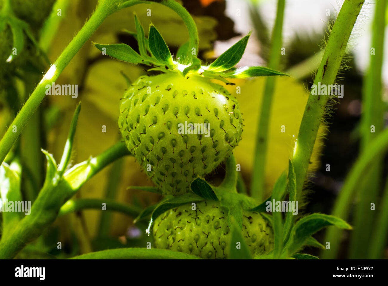 Growing strawberries in a greenhouse Stock Photo - Alamy